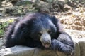 Sloth Bear Melursus ursinus resting closeup shot