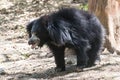 Sloth Bear walking