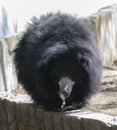 Sloth bear Melursus ursinus walking on the wall