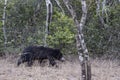 Sloth Bear - Melursus ursinus