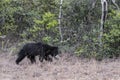 Sloth Bear - Melursus ursinus