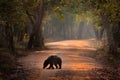 Sloth bear, Melursus ursinus, Wilpattu NP, Sruilanka. Wild Sloth bear in nature habitat, wildlife photo. Dangerous black animal in