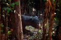 Sloth bear, Melursus ursinus, Wilpattu NP, Sruilanka. Wild Sloth bear in nature habitat, wildlife photo. Dangerous black animal in