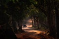 Sloth bear, Melursus ursinus, Wilpattu NP, Sruilanka. Wild Sloth bear in nature habitat, wildlife photo. Dangerous black animal in