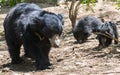 Sloth Bear and Pups