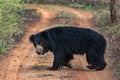 Indian black bear at Bandhavgarh