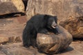 Sloth Bear trying to climb rock at Daroji Bear Sanctuary,Karnataka,India