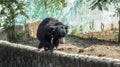 Sloth bear walking on a wall-Indore Zoo, India Royalty Free Stock Photo