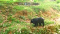 Sloth Bear wandering in Zoo, Thiruvananthapuram, Kerala, India