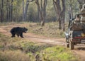 Sloth Bear Watching the safari vehical Royalty Free Stock Photo