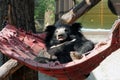Sloth bear (Melursus ursinus) resting in a hammock Royalty Free Stock Photo