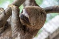 Sloth Brown-throated, slow animal Bradypus variegatus Animal face close up Royalty Free Stock Photo