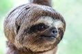 Sloth Brown-throated, slow animal Bradypus variegatus Animal face close up Royalty Free Stock Photo