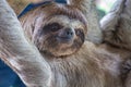 Sloth Brown-throated, slow animal Bradypus variegatus Animal face close up Royalty Free Stock Photo