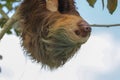 A sloth in the Cahuita National Park Royalty Free Stock Photo