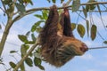 A sloth in the Cahuita National Park Royalty Free Stock Photo