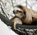 Sloth Royalty Free Stock Photo
