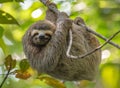 Sloth In Costa Rica Royalty Free Stock Photo