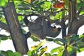 Sloth with a cub on a tree Royalty Free Stock Photo