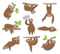 Sloth. Cute baby animal sloths hanging on tree branch of rainforest. Funny vector characters