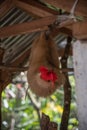 Sloth eating a flower. Costa Rica - Cahuita