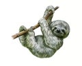 Sloth Folivora hanging on a branch
