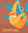 Sloth hanging on branch, tropical animals vector Royalty Free Stock Photo