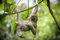 Sloth hanging out and scratching its belly. Royalty Free Stock Photo
