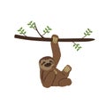 Sloth hanging on three branch vector illustration.