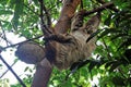 Sloth Hanging on a Tree