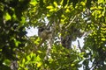 Sloth hanging in the trees