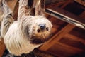 Sloth hanging upside down