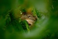 Sloth hidden in the dark green vegetation. Linnaeus's two-toed Sloth, Choloepus didactylus. Royalty Free Stock Photo