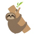 Sloth hugs tree branch. Cute cartoon character. Fluffy fur. Wild jungle animal collection. Baby education. Isolated. White backgro Royalty Free Stock Photo