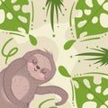 sloth jungle animal