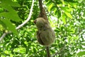 Sloth in the Jungle of Central America