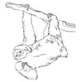 Sloth. Linear black and white vector