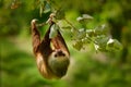 Sloth in nature habitat. Beautiful HoffmanÃ¢â¬â¢s Two-toed Sloth, Choloepus hoffmanni, climbing on the tree in dark green forest