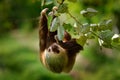 Sloth in nature habitat. Beautiful HoffmanÃ¢â¬â¢s Two-toed Sloth, Choloepus hoffmanni, climbing on the tree in dark green forest