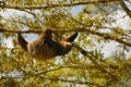 Sloth in nature habitat. Beautiful HoffmanÃ¢â¬â¢s Two-toed Sloth, Choloepus hoffmanni, climbing on the tree in dark green forest