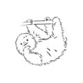 Sloth outline illustration, sloth, vector sketch illustration Royalty Free Stock Photo