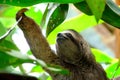 Sloth in Puerto Viejo, Costa Rica Royalty Free Stock Photo