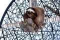 Sloth Sanctuary in Costa Rica