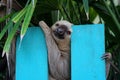 Sloth sitting on a fence in Costa Rica