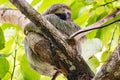 Sloth sitting on top of the tree branch