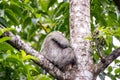 Sloth sitting on top of the tree branch Royalty Free Stock Photo