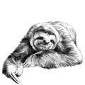 Sloth sketch Royalty Free Stock Photo