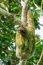 A sloth smiling at the camera while hanging in the Costa Rican jungle.