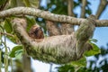 A sloth smiling at the camera while hanging in the Costa Rican jungle.