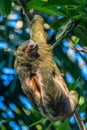 A sloth smiling at the camera while hanging in the Costa Rican jungle